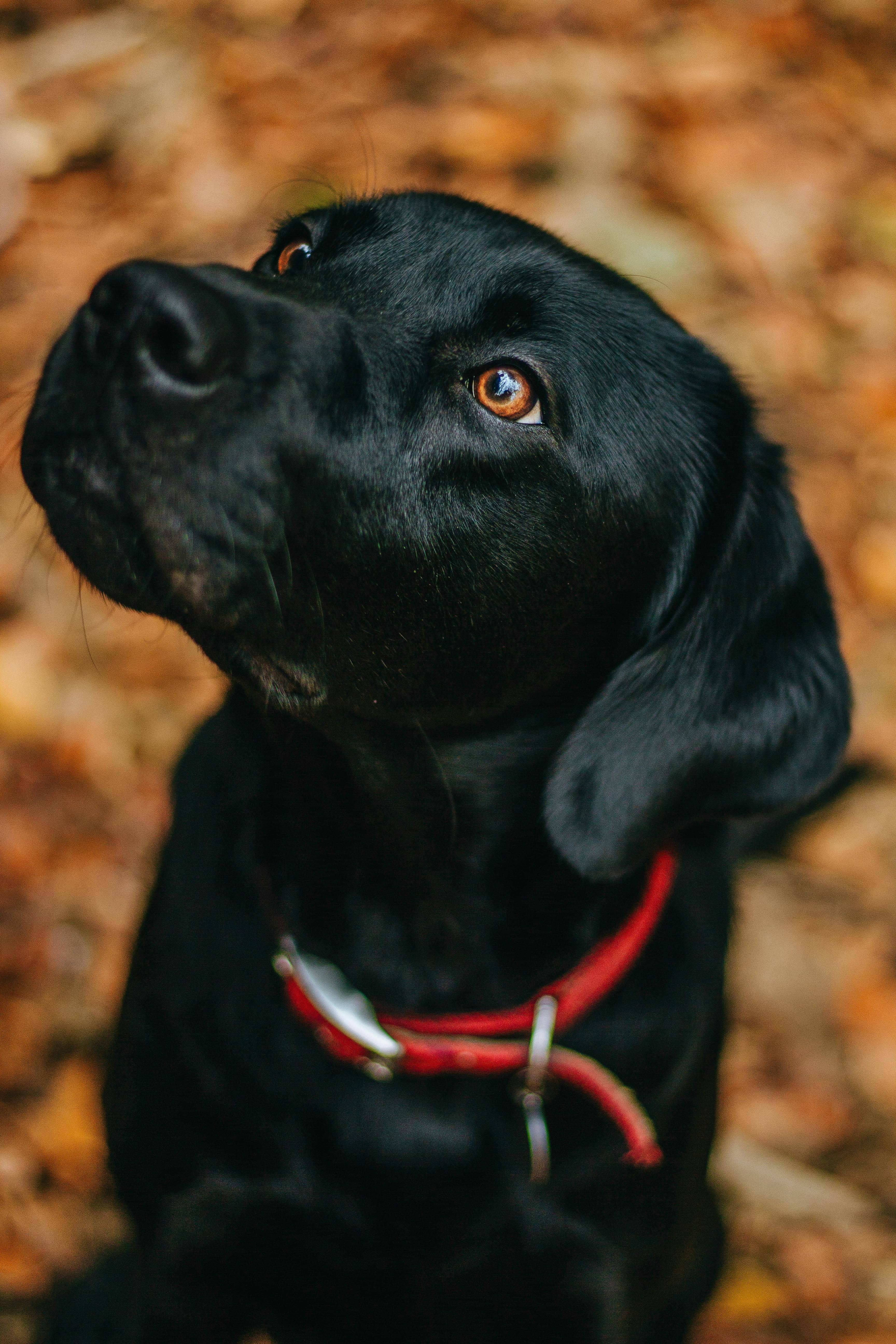 Black Lab Photo