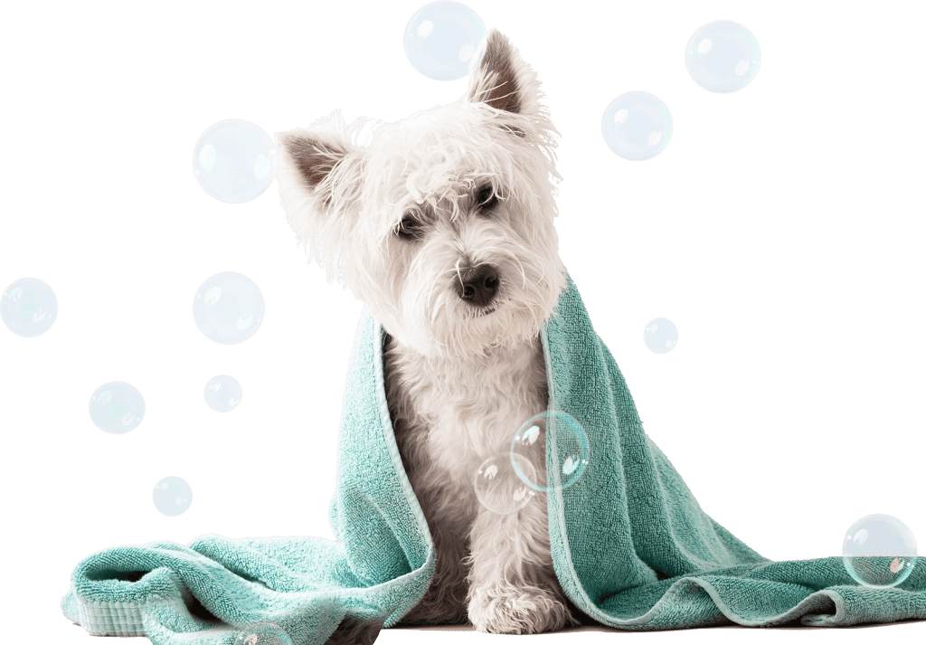 Yorkie Shampoo Image Yorkie Shampoo Image